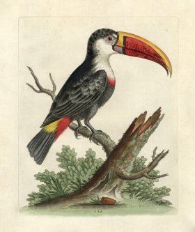 (image for) Edwards Parrot 13.jpg