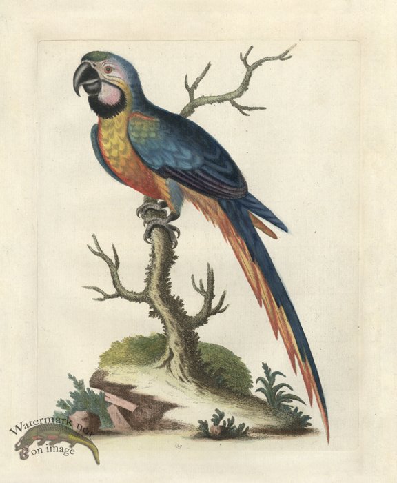 Edwards Parrot 02