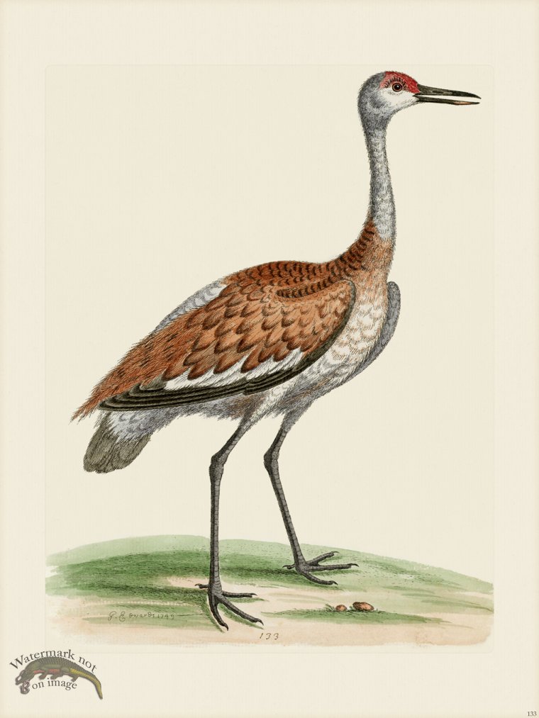 (image for) Edwards 133 brown and Ash-colour'd Crane - Click Image to Close