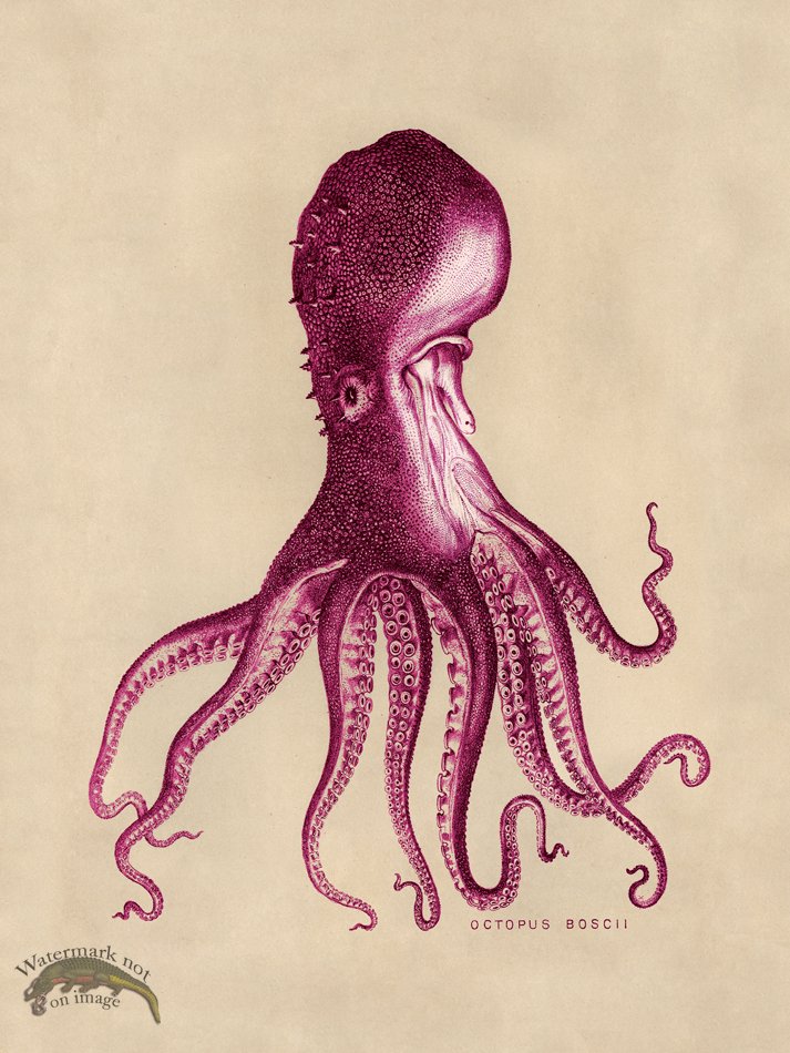 (image for) Octopus Pink 16