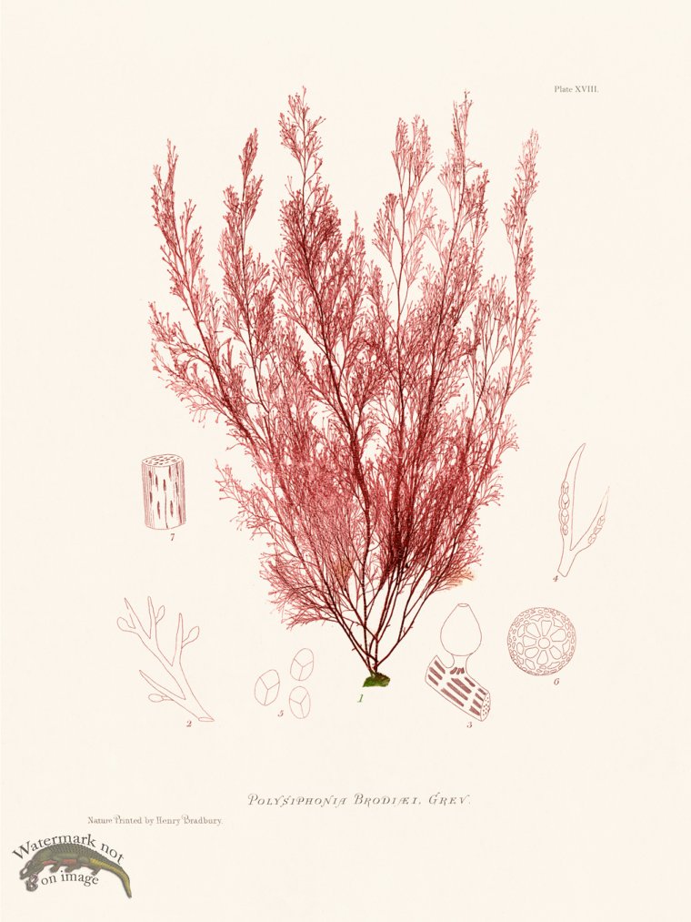 (image for) Bradbury Seaweed 018