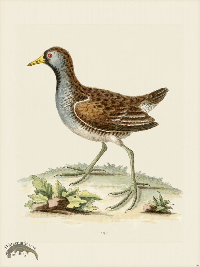 (image for) Edwards 144 little American Water Hen