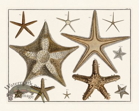 (image for) Seba B2 007 Starfish