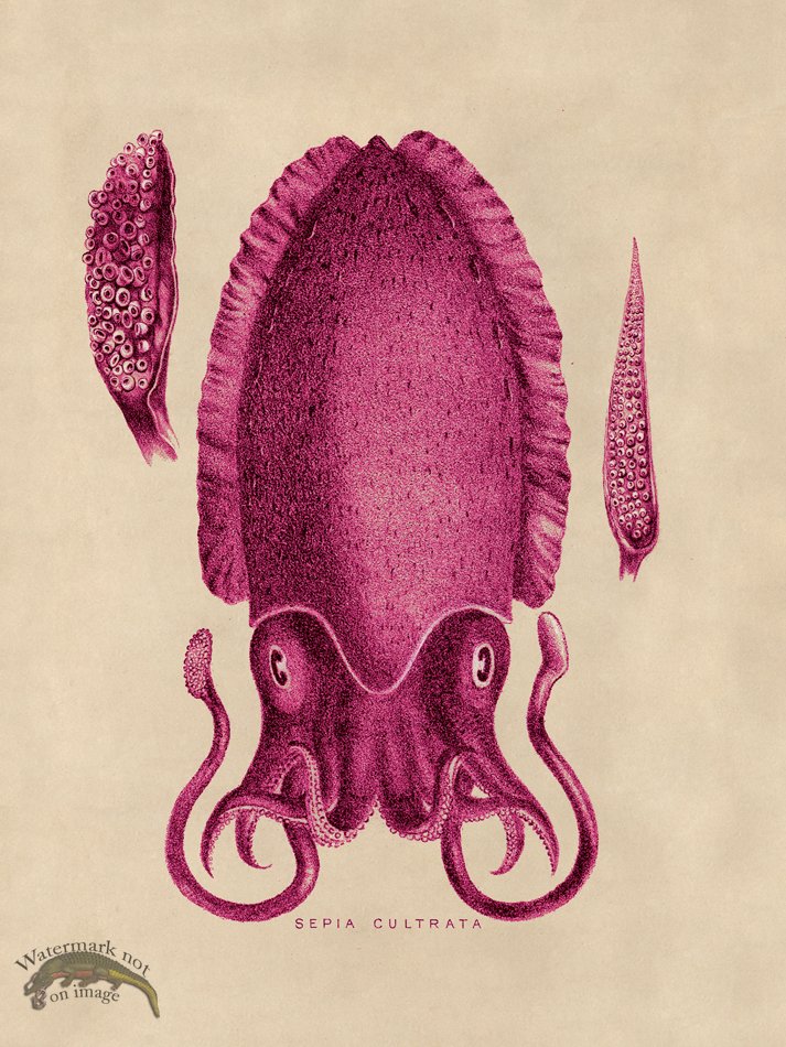 (image for) Octopus Pink 11