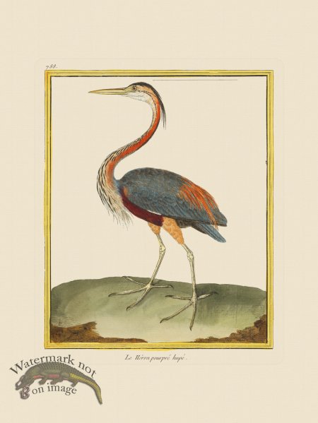 (image for) Martinet Bird 788