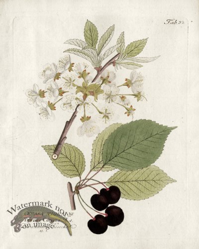 Sour Cherry