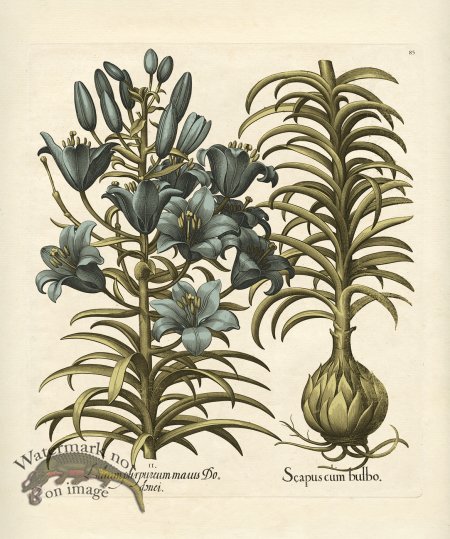 (image for) Besler Botanical 085 BG