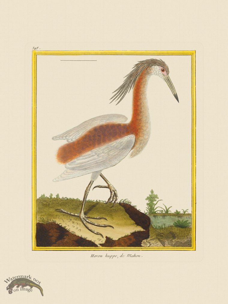 (image for) Martinet Bird 348