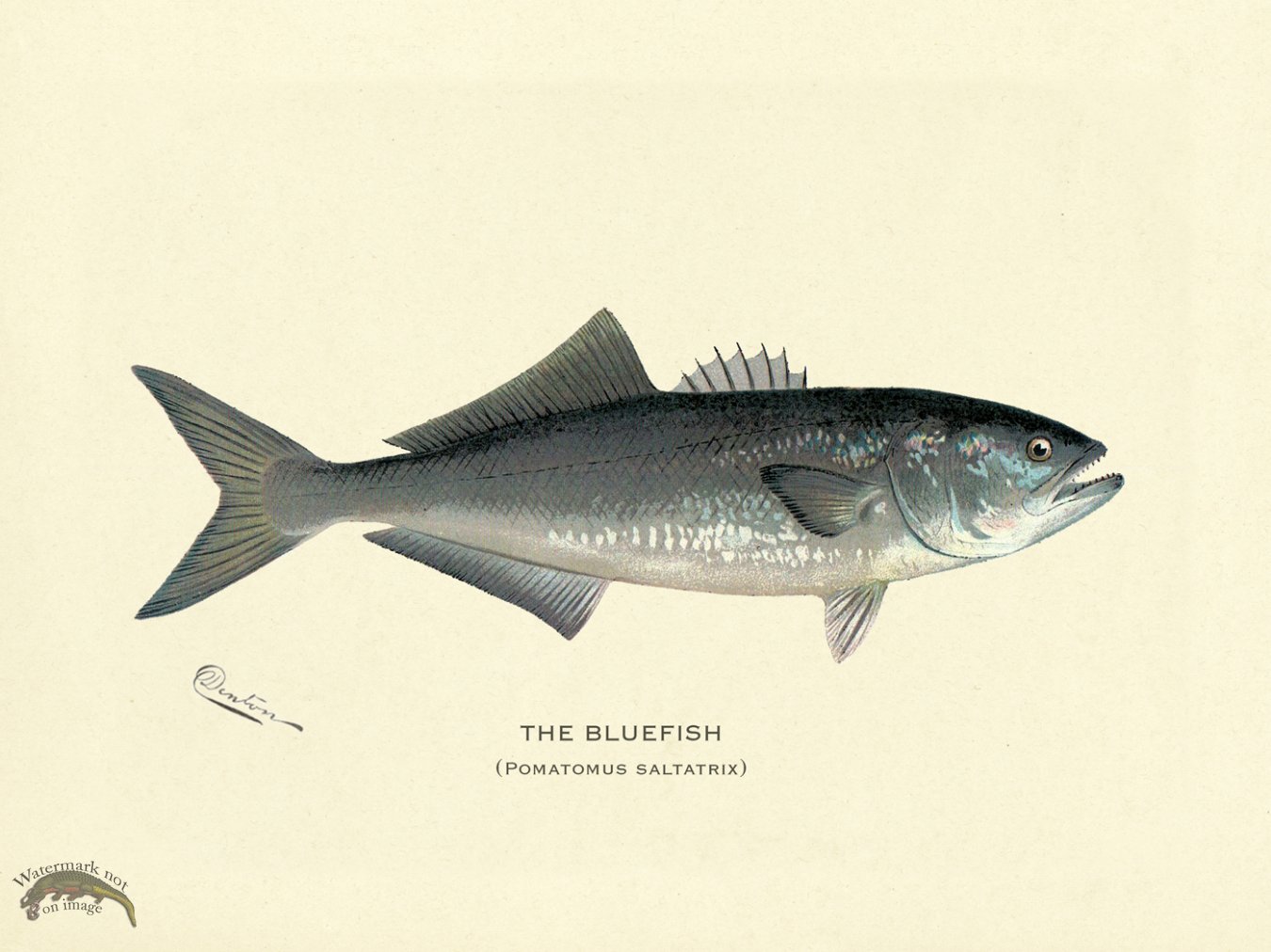 (image for) Bluefish