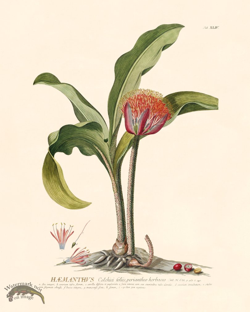 (image for) Trew Botanical 44