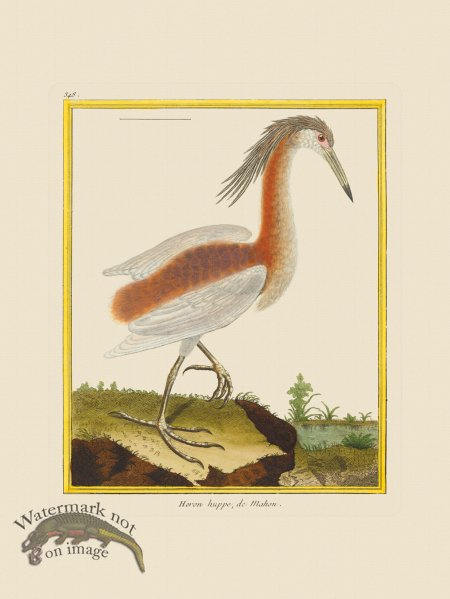 (image for) Martinet Bird 348