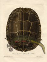 Trew Turtle Shell 24