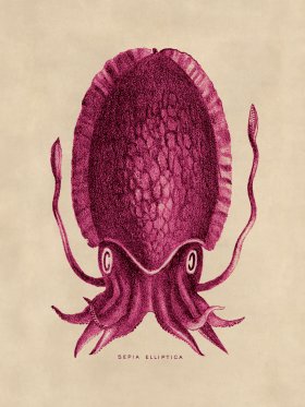 Octopus Pink 12