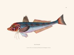 010 Grey Gurnard