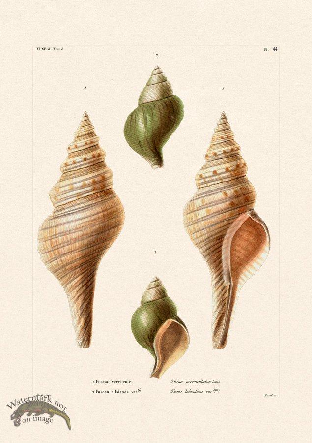 (image for) French Shell 044