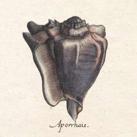 Merian Shell 3