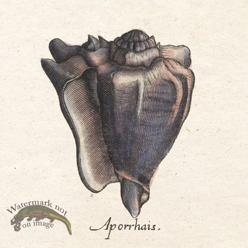 (image for) Merian Shell 3