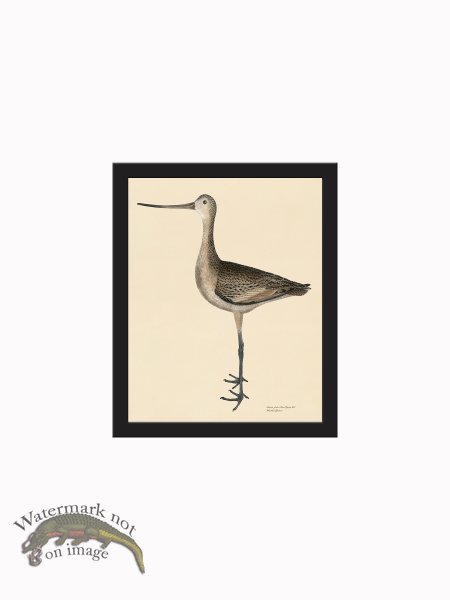 (image for) Rudbeck CFA_BF 300 M. Godwit