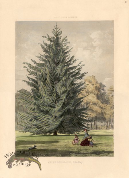 (image for) Douglas Fir