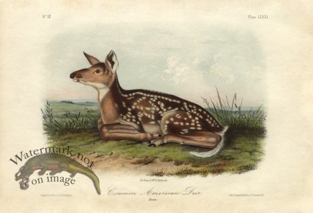 (image for) Common American Deer . Fawn