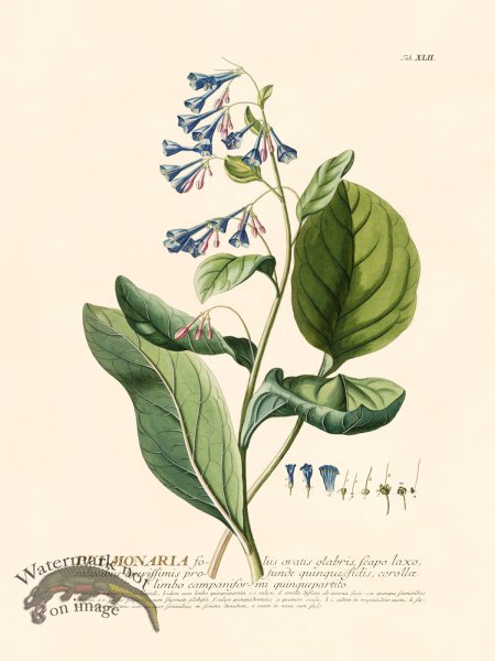 (image for) Trew Botanical 42