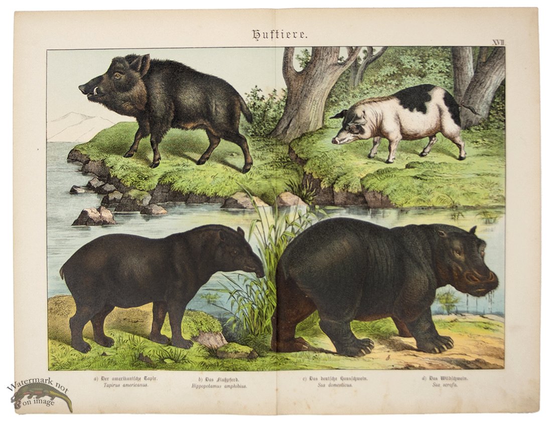 (image for) Hippopotamus Boar