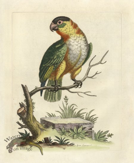 (image for) Edwards Parrot 08.jpg