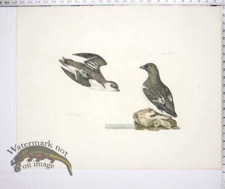 (image for) Little Auk, Summer & Winter Plumage