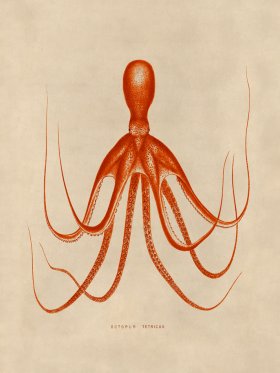 Octopus Orange 20