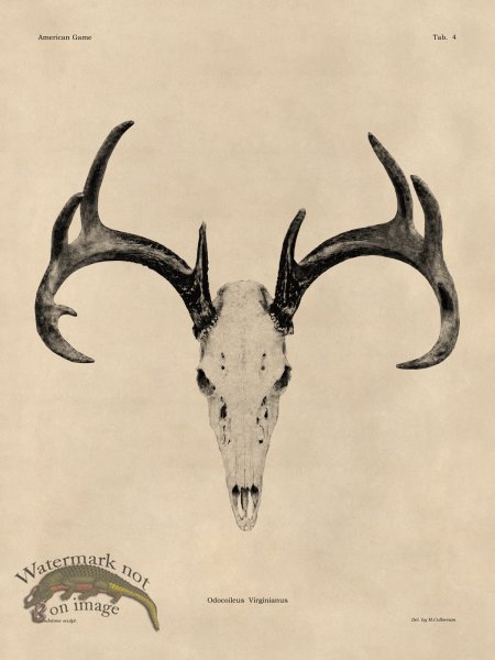 (image for) Tan Bones 04 White Tail