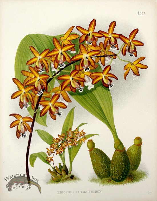 (image for) Linden Orchids 07 - Click Image to Close