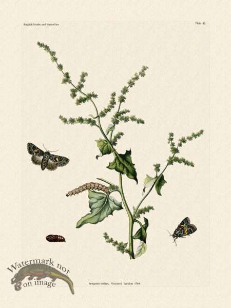 (image for) Wilkes Butterflies 042