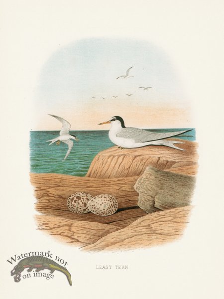 (image for) Thomas Gentry Bird 42