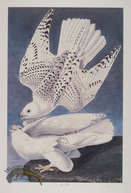 (image for) Gyr Falcon