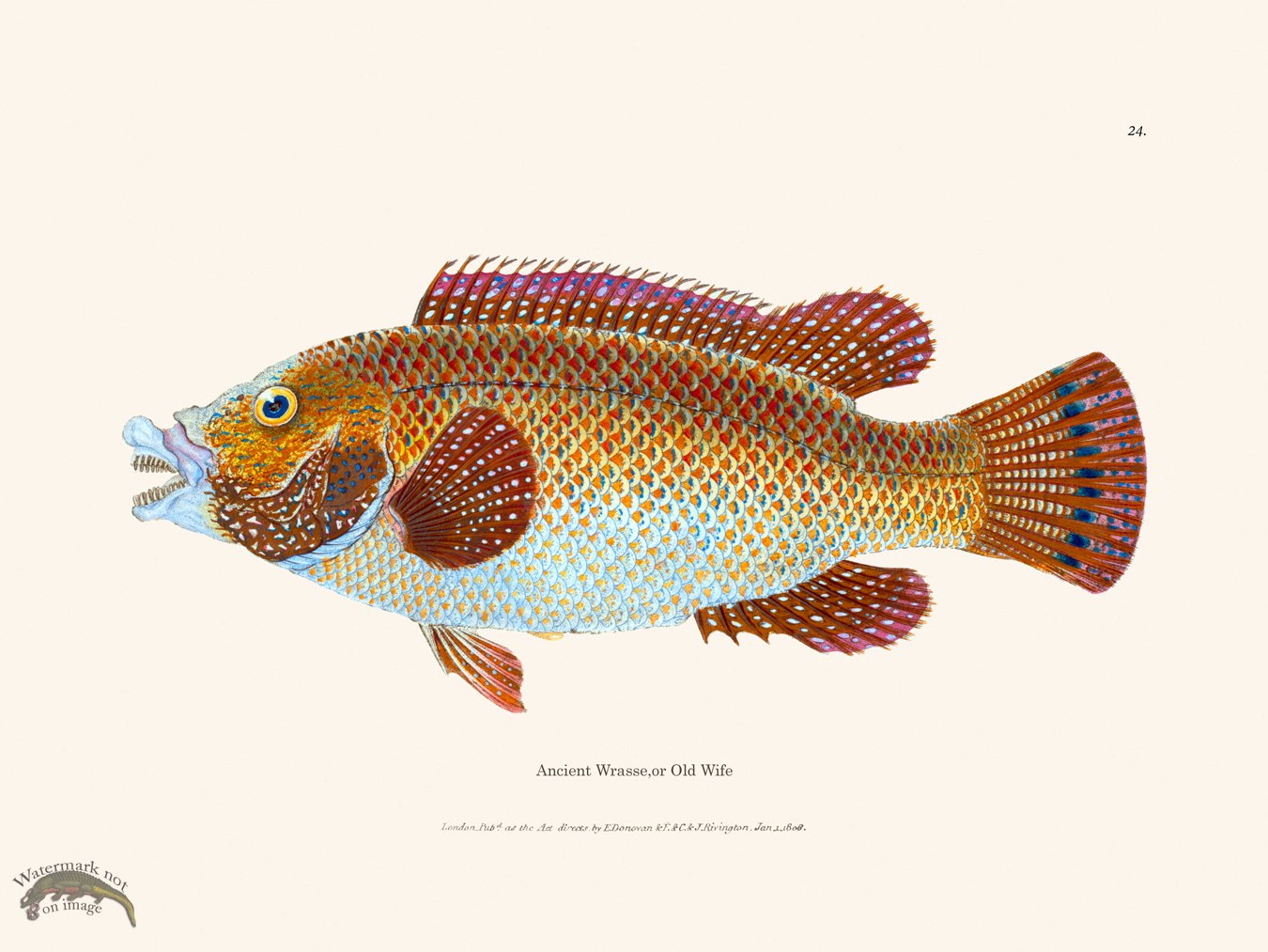 (image for) 024 Ancient Wrasse or Old Wife