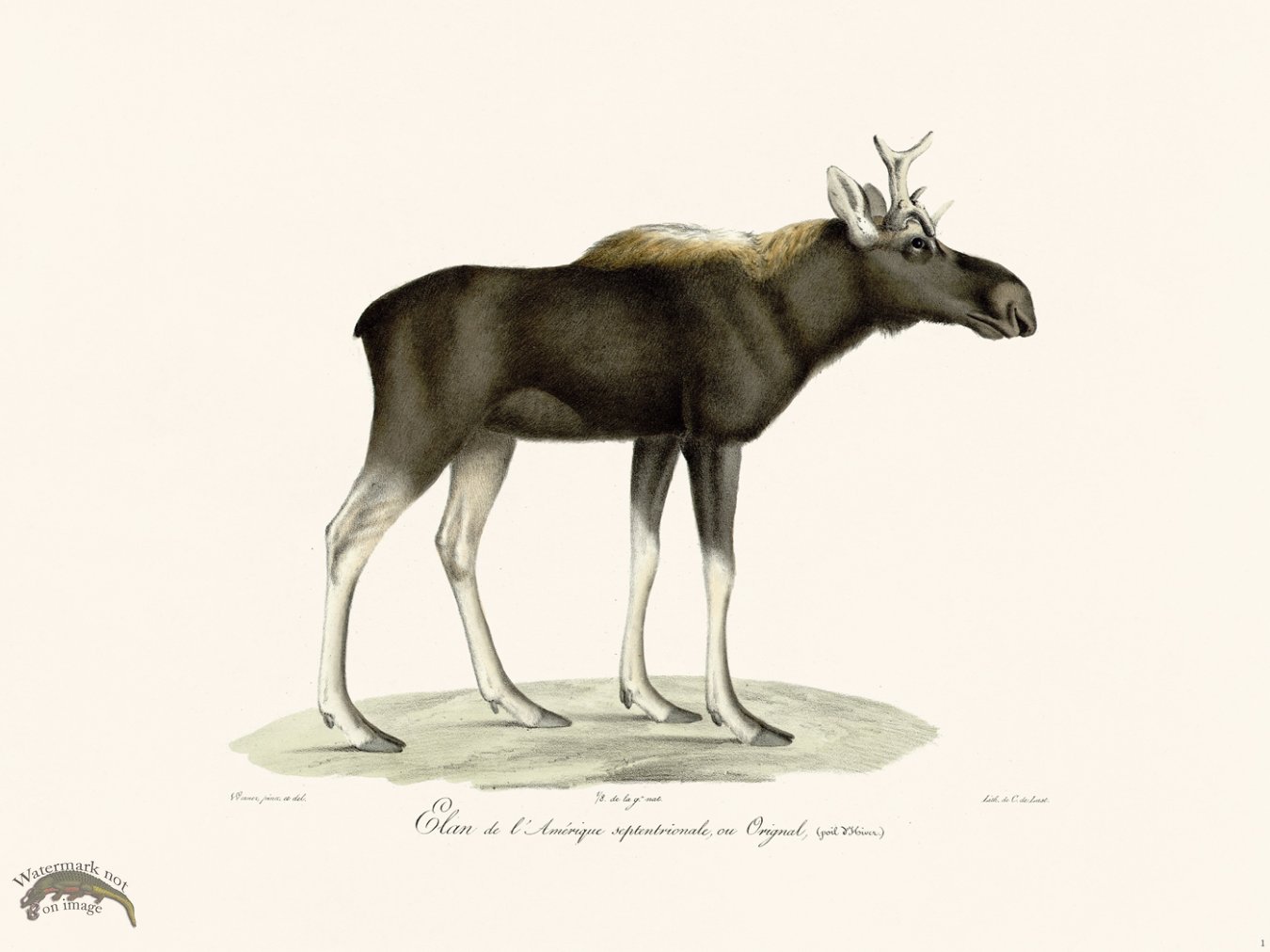 (image for) Cuvier 001 Moose