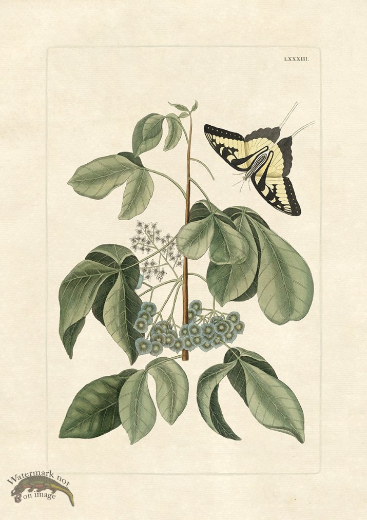 (image for) Olden Butterfly 83