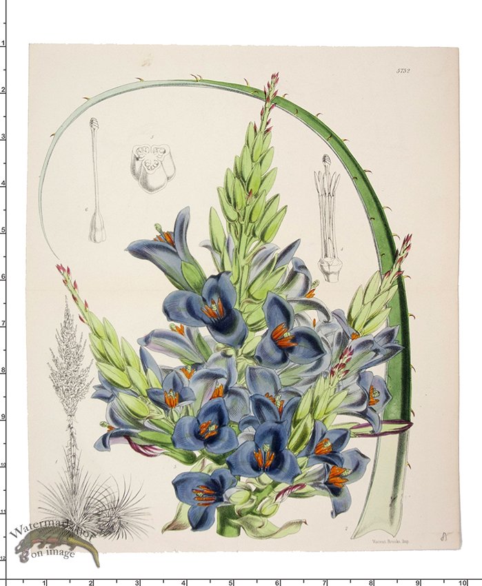 (image for) Curtis Botanical 019 - Click Image to Close