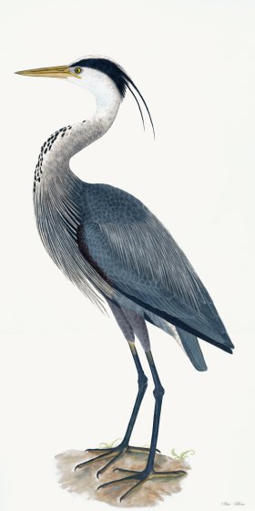 (image for) Rudbeck 036 Blue Heron 20x40