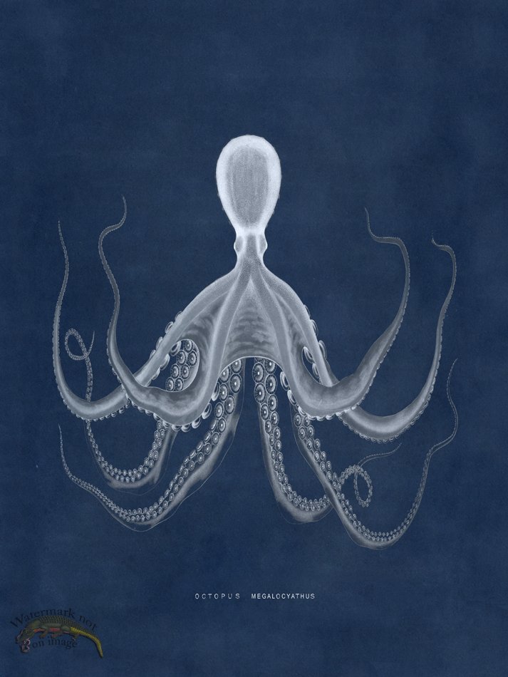 (image for) Octopus Blue 19