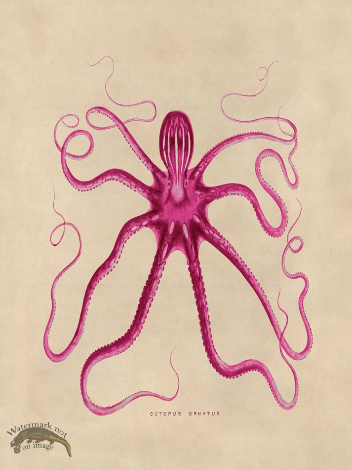 (image for) Octopus Pink 18