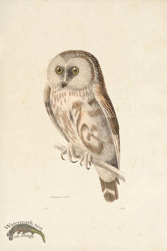 (image for) KO 08 Dalhousies Owl