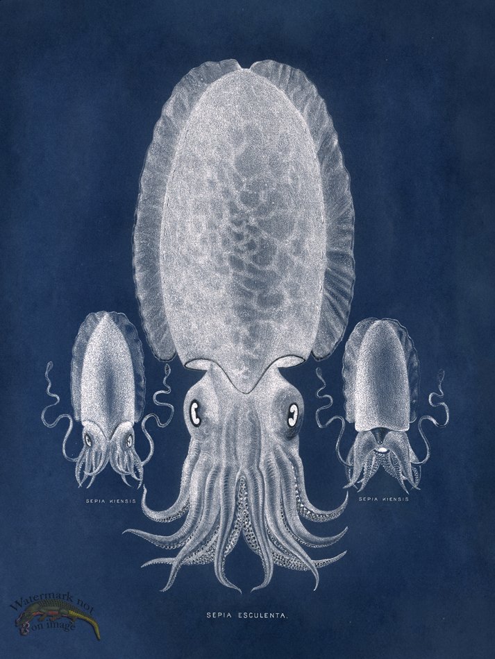 (image for) Octopus Blue 04