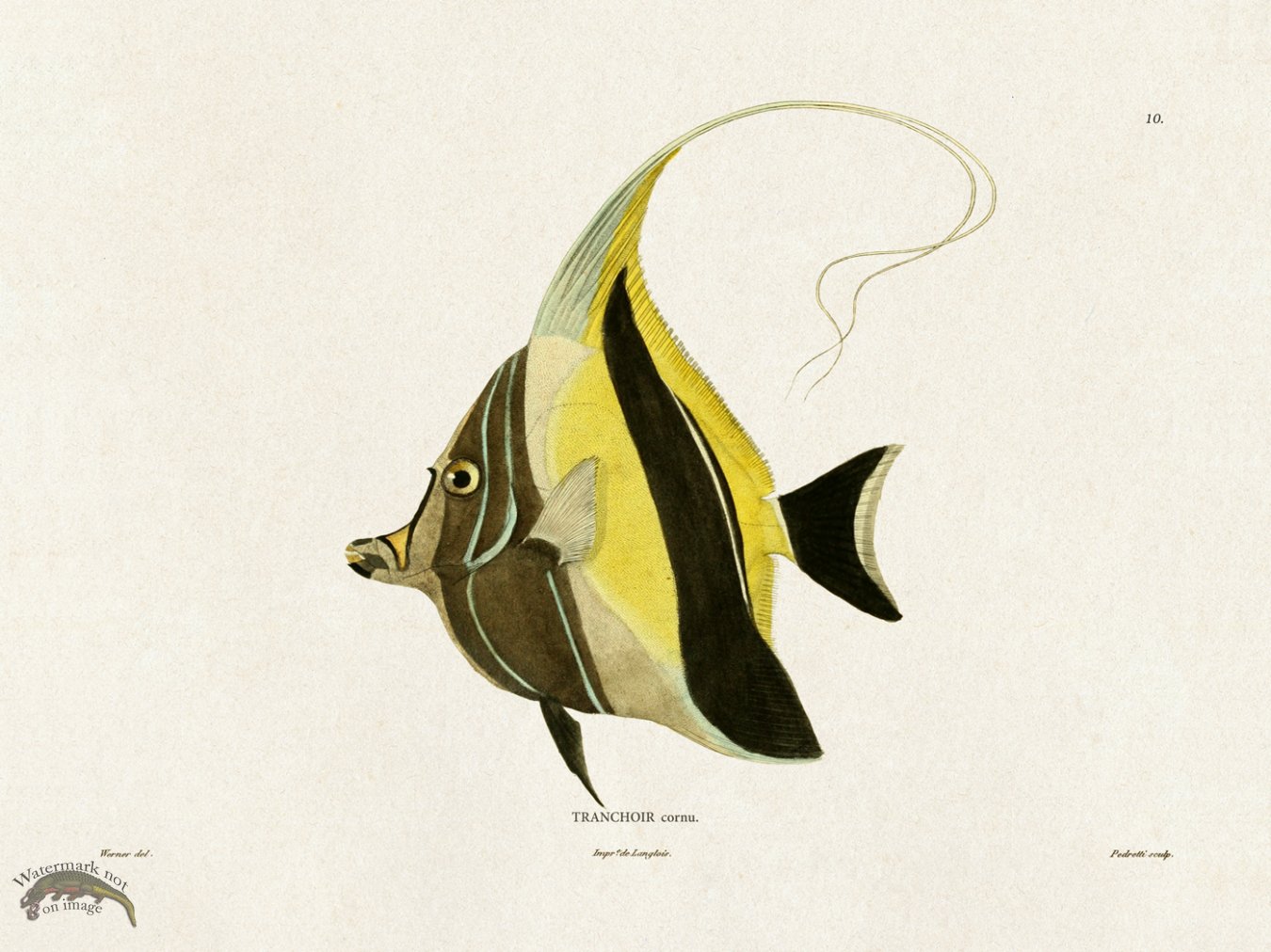 Werner Fish 010