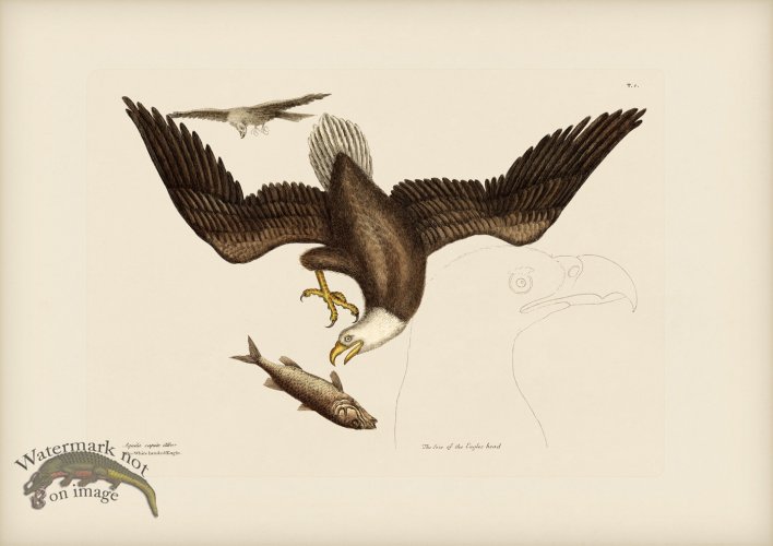 001 Bald Eagle