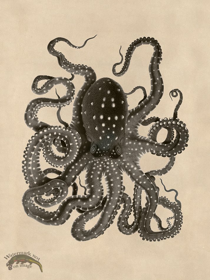 (image for) Octopus Tan 26