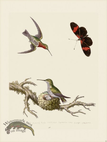 (image for) Edwards 038 Red throated