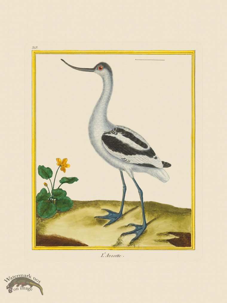 (image for) Martinet Bird 353