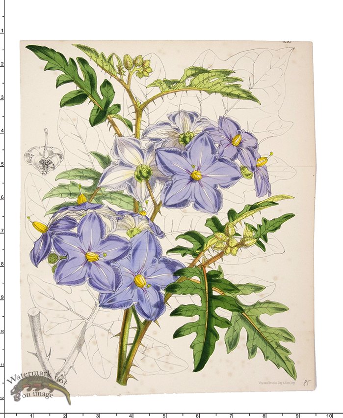 (image for) Curtis Botanical 020 - Click Image to Close