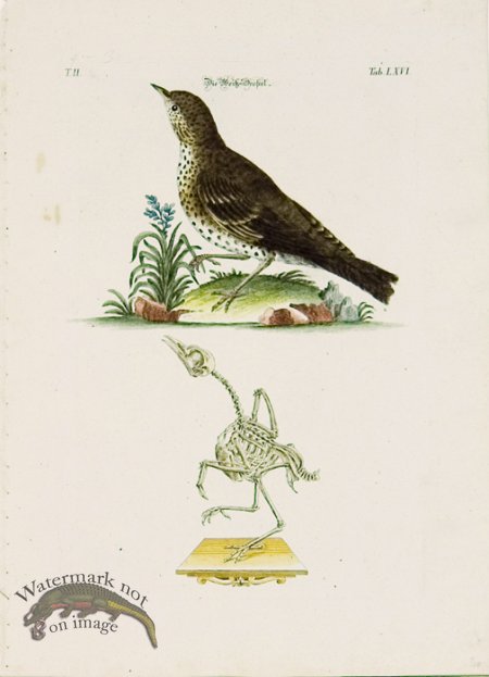 (image for) Meyer Birds 10